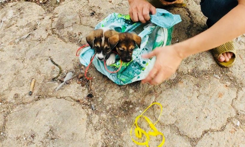 Rescue two dogs abandoned outside the giant landfill...The incredible rescue