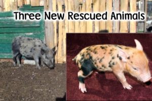 Rescued Animals