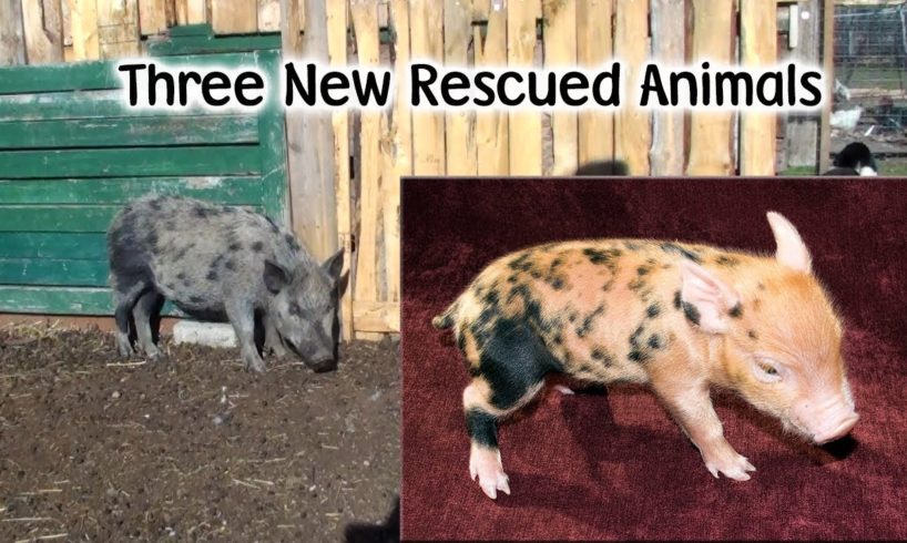 Rescued Animals