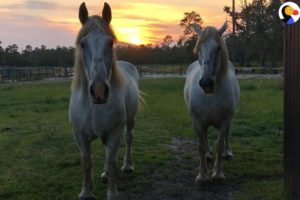 Rescued Carriage Horses Look SO Happy and Healthy Now | The Dodo