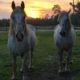 Rescued Carriage Horses Look SO Happy and Healthy Now | The Dodo