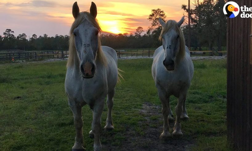 Rescued Carriage Horses Look SO Happy and Healthy Now | The Dodo