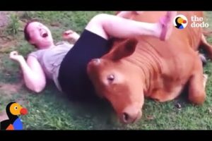 Rescued Cow Cuddles With His Family | The Dodo