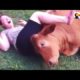 Rescued Cow Cuddles With His Family | The Dodo