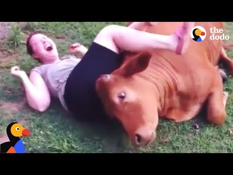 Rescued Cow Cuddles With His Family | The Dodo