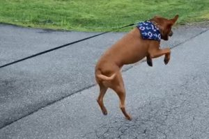 Rescued Dog Jumps For Joy