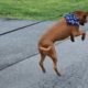 Rescued Dog Jumps For Joy