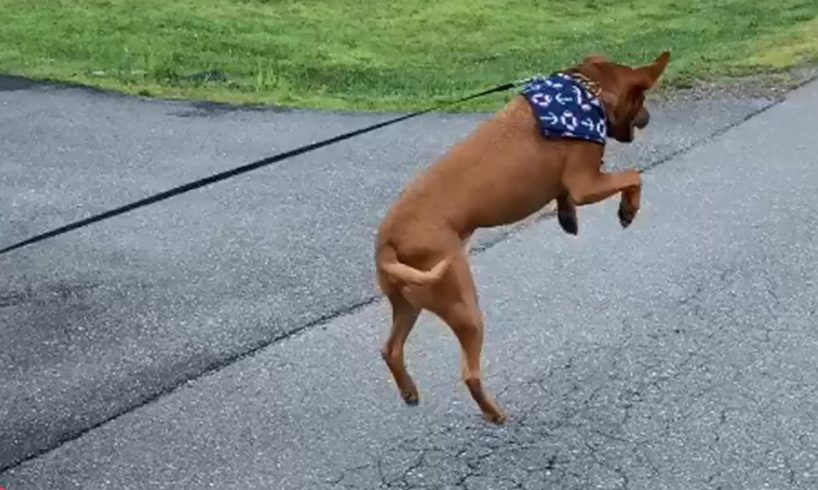 Rescued Dog Jumps For Joy