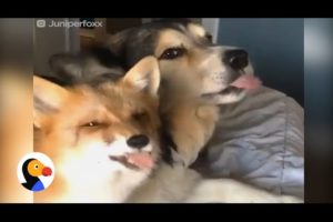 Rescued Fox Loves Her Dog | Best Animal Videos: The Dodo Daily