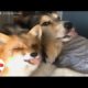 Rescued Fox Loves Her Dog | Best Animal Videos: The Dodo Daily