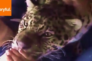 Rescued Jaguar Gets Cuddles And Kisses (Storyful, Wild Animals)