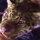 Rescued Jaguar Gets Cuddles And Kisses (Storyful, Wild Animals)