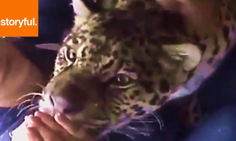 Rescued Jaguar Gets Cuddles And Kisses (Storyful, Wild Animals)