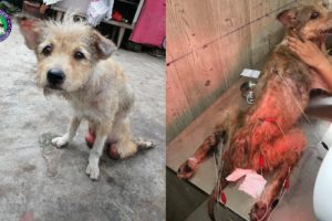 Rescued Paralyzed Dog Drag 2 Legs on The Gound with Wound to Bones