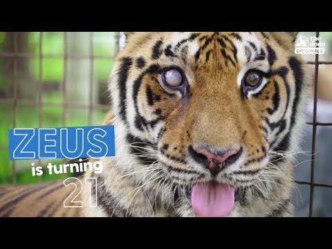 Rescued Tiger Celebrates 21st Birthday With Loved Ones | The Dodo Party Animals