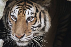 Rescued Tiger Undergoes Dramatic Surgery