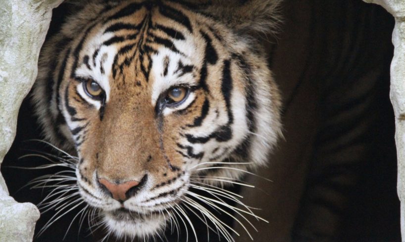 Rescued Tiger Undergoes Dramatic Surgery