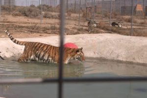 Rescued Tigers Swim For the First Time!