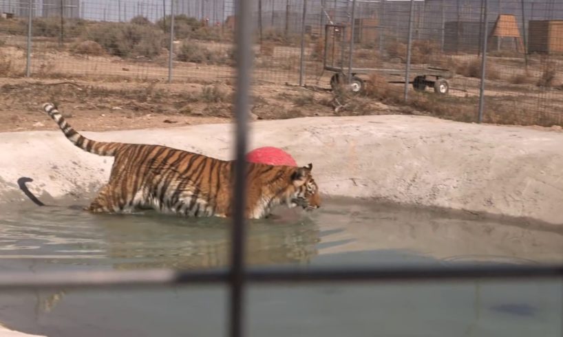 Rescued Tigers Swim For the First Time!