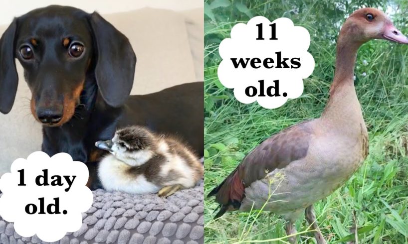 Rescued gosling to fully grown goose.