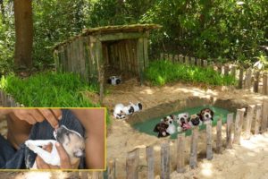 Rescues Collect abandoned Puppies Build Dog House & Pools