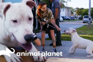 Rescuing A Deaf Pit Bull Caught By A Good Samaritan | Pit Bulls & Parolees