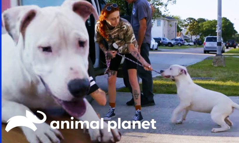 Rescuing A Deaf Pit Bull Caught By A Good Samaritan | Pit Bulls & Parolees