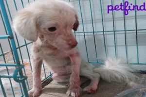 Rescuing Sick Homeless Puppy & Amazing Transformation