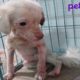 Rescuing Sick Homeless Puppy & Amazing Transformation