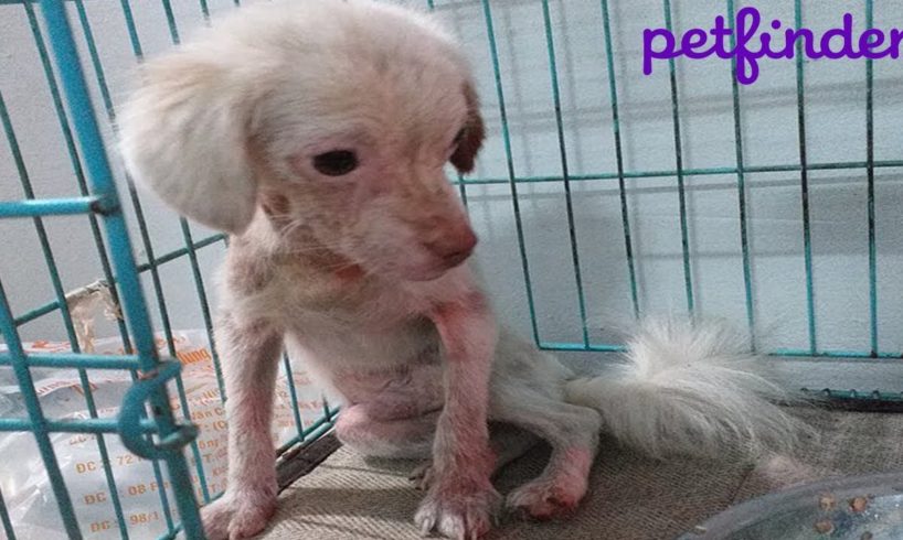 Rescuing Sick Homeless Puppy & Amazing Transformation