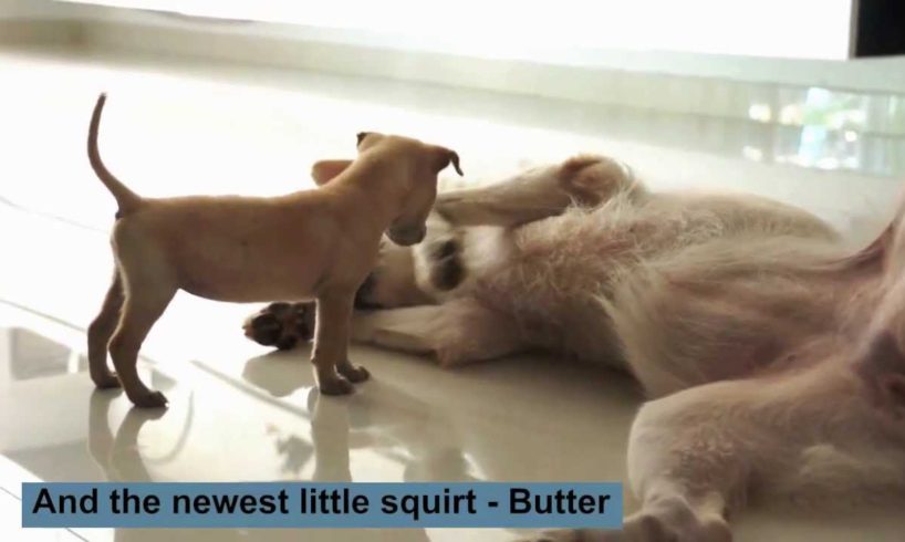 SOSD Puppy Attack! - Cutest Puppies In Action