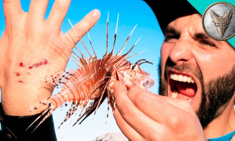 STUNG by a LIONFISH!