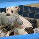 Sad Shelter Dog  And His Stuffed Elephant Are All Smiles After Being Adopted