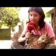 Safari India: Exotic animals bred and released in the wild