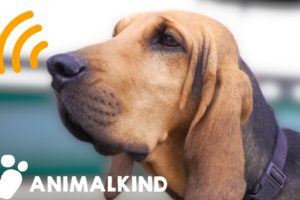 Scarf the sniffer dog protects animals from poachers | Animalkind