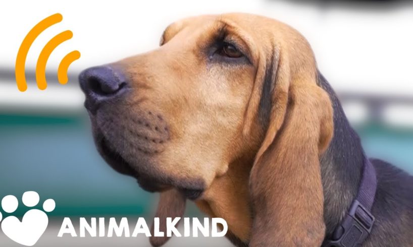 Scarf the sniffer dog protects animals from poachers | Animalkind