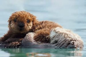Sea Otters: A Day in the Life | Cute Baby Animals | Love Nature