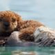 Sea Otters: A Day in the Life | Cute Baby Animals | Love Nature