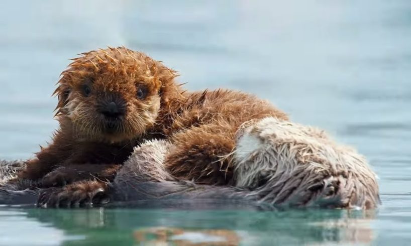 Sea Otters: A Day in the Life | Cute Baby Animals | Love Nature