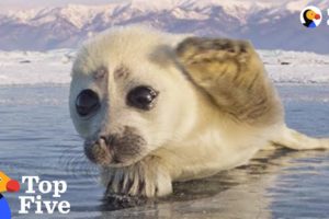 Seal Pup Waves To Photographer + Other Amazing Animal Encounters | The Dodo Top 5