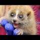 Slow Loris Are The Funniest And Cutest Animals 2017 [BEST OF]