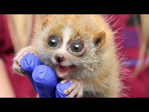 Slow Loris Are The Funniest And Cutest Animals 2017 [BEST OF]