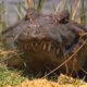 Snake, Crocodile, Lizard - Most Amazing Moments Of Wild Animal Fights - Wild Discovery Animals