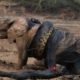 Snake vs bull Elephant Python vs Elephant Lion attacks Animal fight back Nature Wildlife