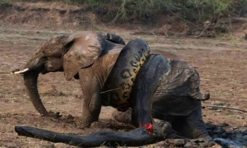 Snake vs bull Elephant Python vs Elephant Lion attacks Animal fight back Nature Wildlife