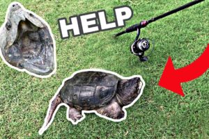 Snapping Turtle FIGHTS Back