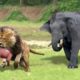 So Beautiful! Herd Of Elephants Rescues A Calf From Lion Pride Hunting - Baby Elephant Lucky Escape