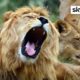 South African 'Lion King' Is Like One Of The Pride