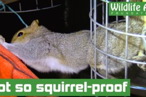 Squirrel trapped in 'squirrel-proof' bird feeder! - Animal rescue