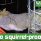 Squirrel trapped in 'squirrel-proof' bird feeder! - Animal rescue